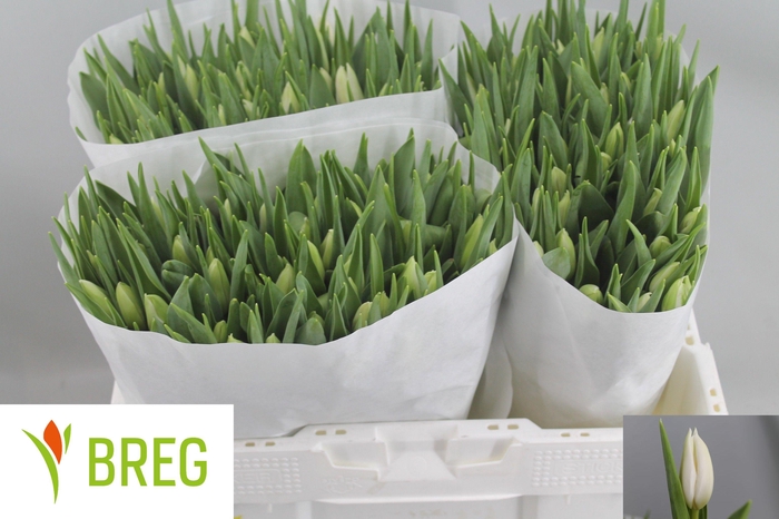 <h4>TU EN POLAR BEAR</h4>