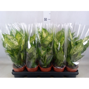 Dieffenbachia  'Compacta'