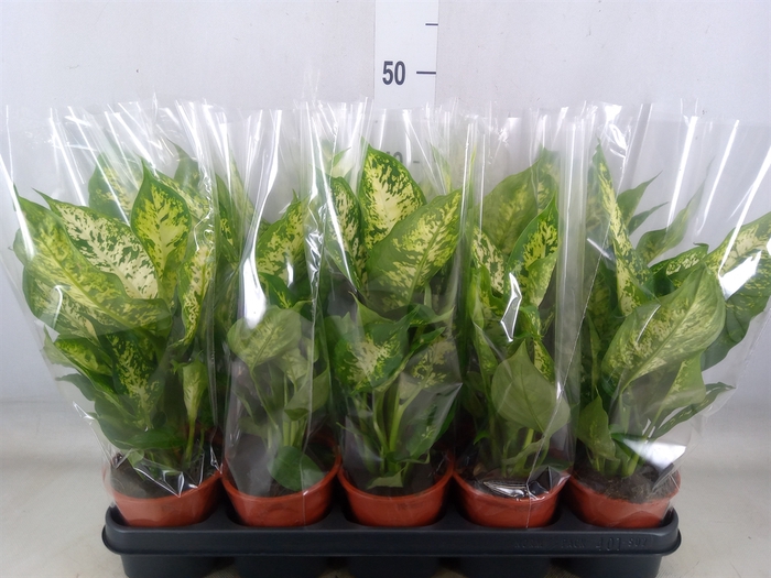 <h4>Dieffenbachia  'Compacta'</h4>