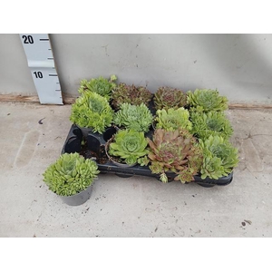 SEMPERVIVUM MIX P9