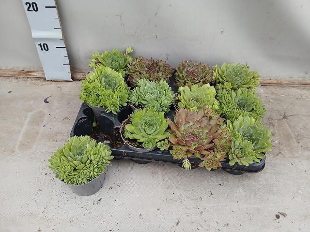 <h4>SEMPERVIVUM MIX P9</h4>