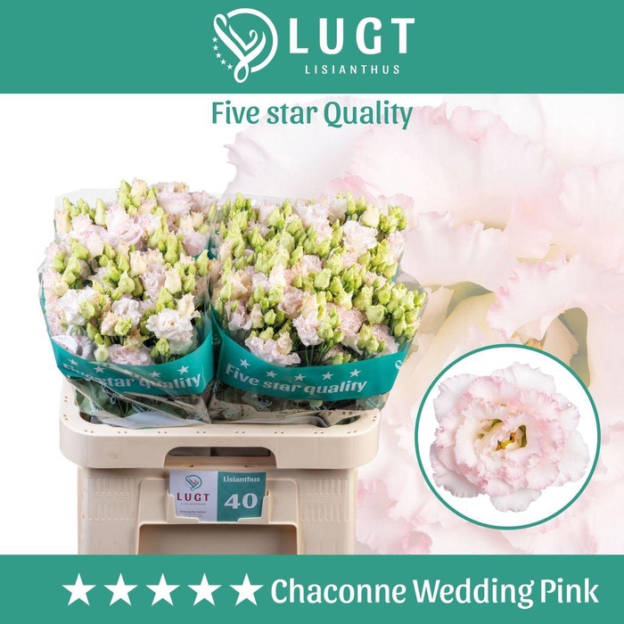 <h4>Lisianthus do chaconne wedding pink</h4>