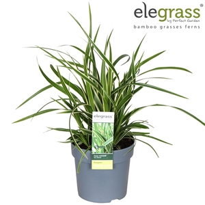 Carex morrowii 'Ice Dance' P14