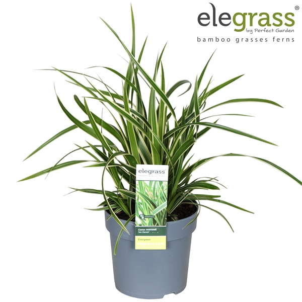 <h4>Carex morrowii 'Ice Dance' P14</h4>