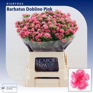 Di Barb Doblino Pink
