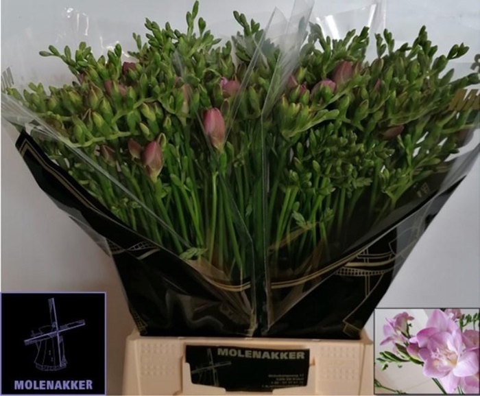 <h4>FR DU ROSANNA</h4>