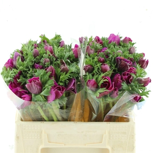 Anem Co Mar Cerise