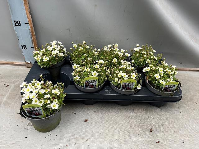 <h4>SAXIF AR TOUR WHITE</h4>