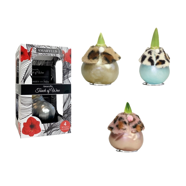 <h4>Amaryllis Touch of Wax Dressed Mixed DR-02 12x1, rode bloem, Karton Giftbox</h4>