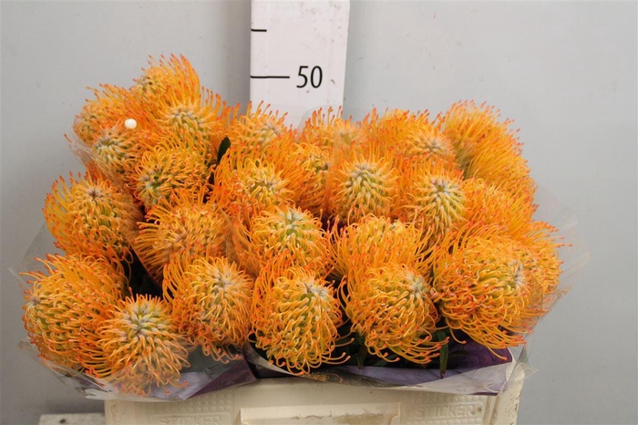 <h4>Leuco Ayoba Sun</h4>