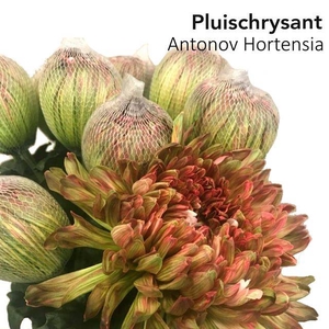 CHR G ANTONOV KLB H% HORTENSIA