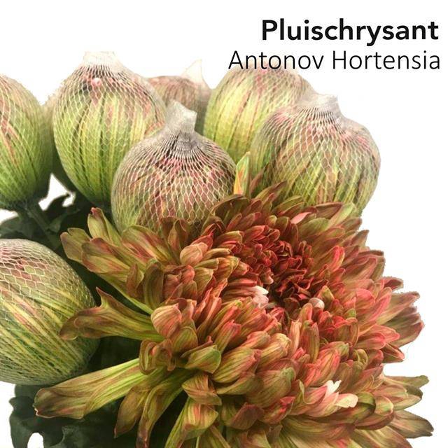 <h4>CHR G ANTONOV KLB H% HORTENSIA</h4>