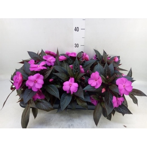 Impatiens NG 'Colorpower Violet'