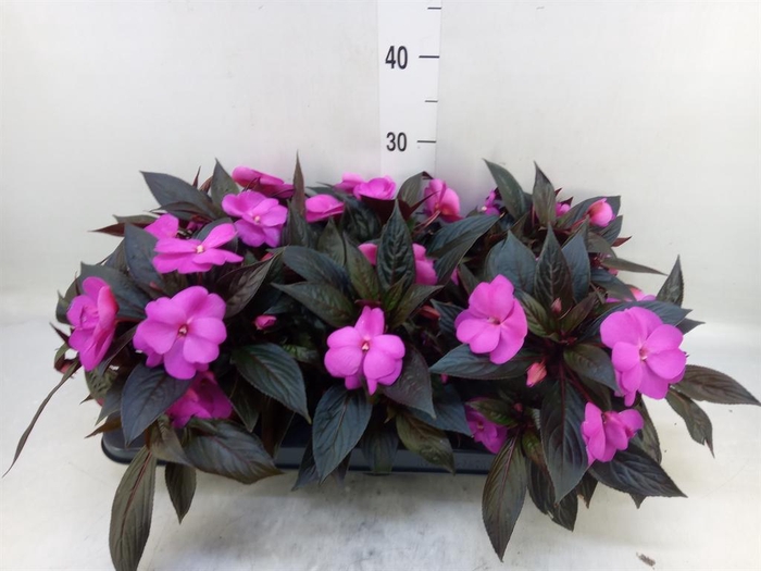 <h4>Impatiens NG 'Colorpower Violet'</h4>