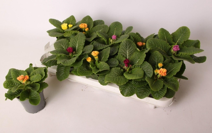 <h4>Primula ac. PomPom Double mix</h4>