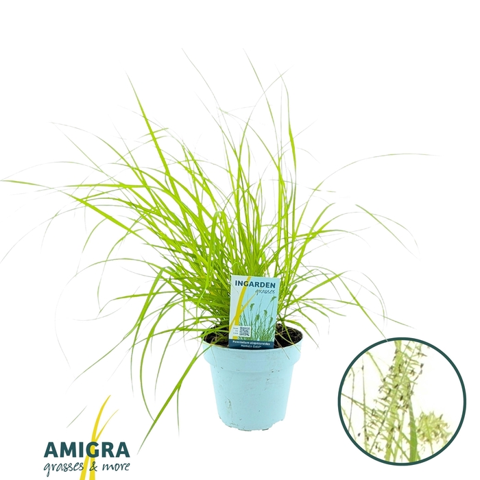<h4>Pennisetum alop. 'Hameln Gold' 15cm</h4>