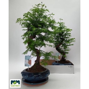BONSAI OV