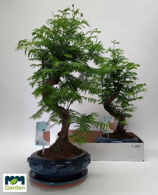 <h4>BONSAI OV</h4>