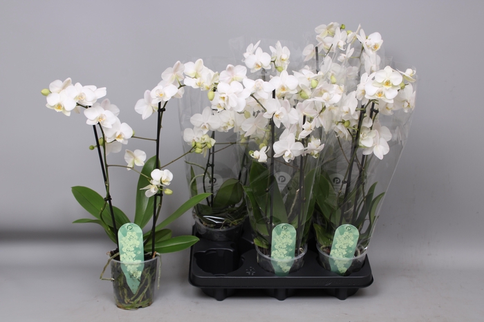 <h4>PHAL MF OV WIT</h4>