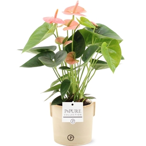 Anthurium 12 cm Spirit in Pure Lauren ceramics