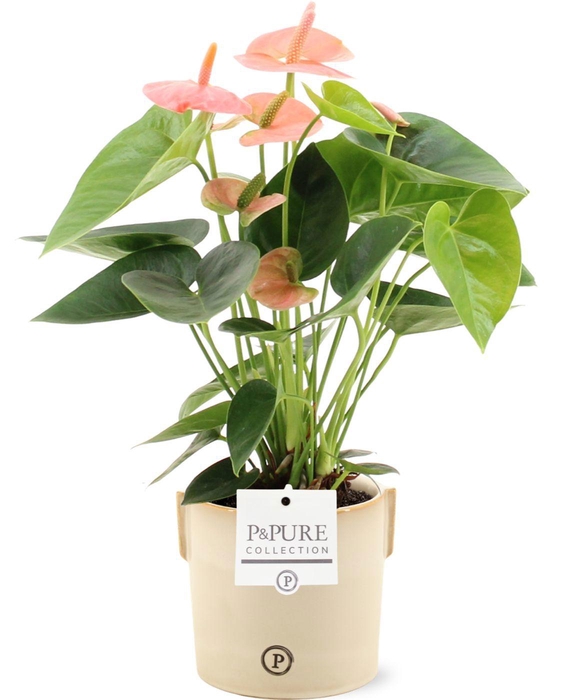 <h4>Anthurium 12 cm Spirit in Pure Lauren ceramics</h4>