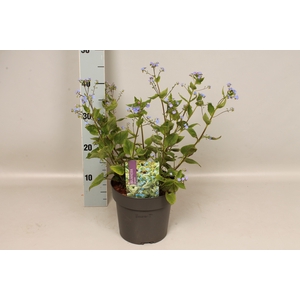 vaste planten 19 cm  Brunnera macrophylla