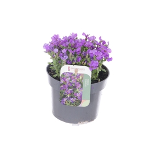 Aubrieta Blaumeise