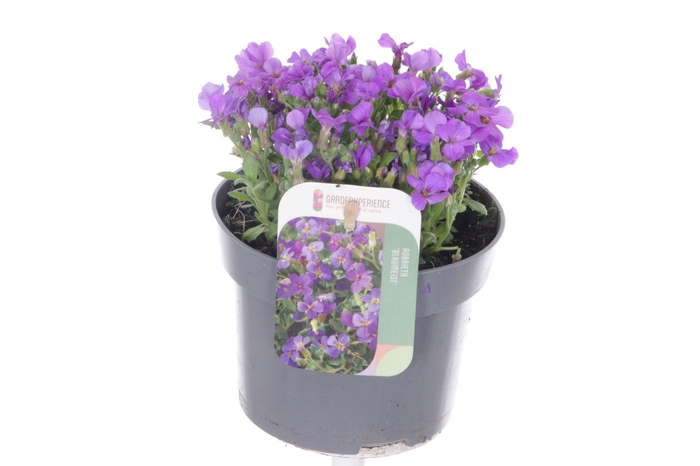<h4>Aubrieta Blaumeise</h4>