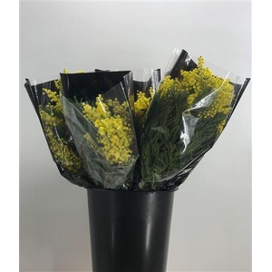 Acacia Mirandole X10 200g