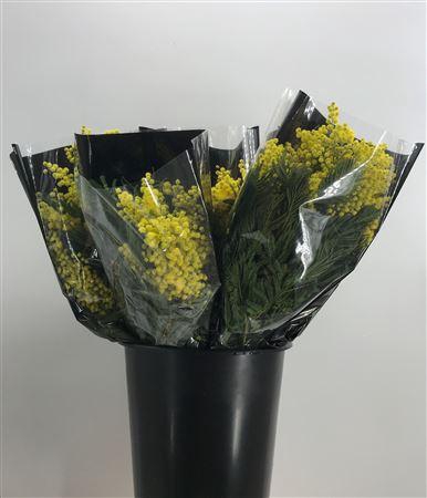 <h4>Acacia Mirandole X10 200g</h4>