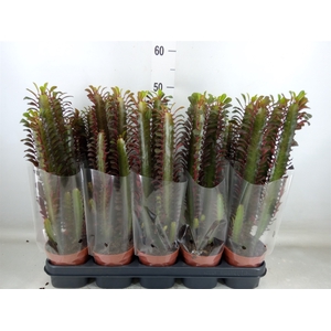 Euphorbia trigona 'Rubra'