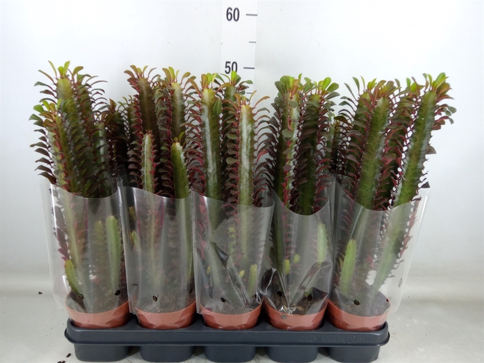 <h4>Euphorbia trigona 'Rubra'</h4>