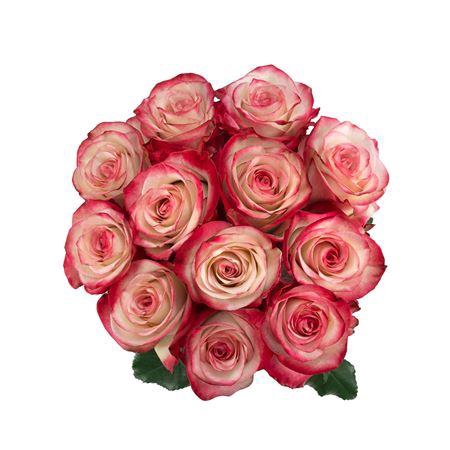 <h4>R GR EQ PALOMA</h4>
