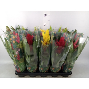 Bromelia   ...mix