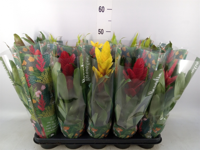 <h4>Bromelia   ...mix</h4>