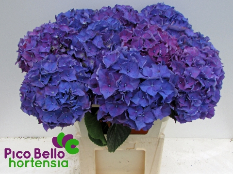 <h4>Hydrangea rodeo purple</h4>