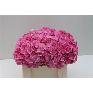 Hydr M Elbtal Roze 50cm Extra