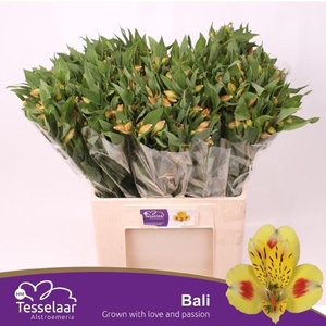 Alstr Bali