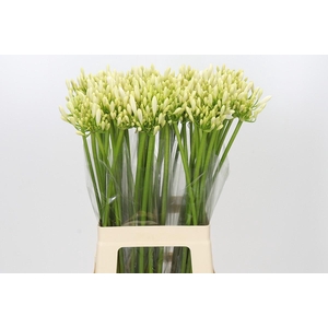 Agapanthus Gletsjer