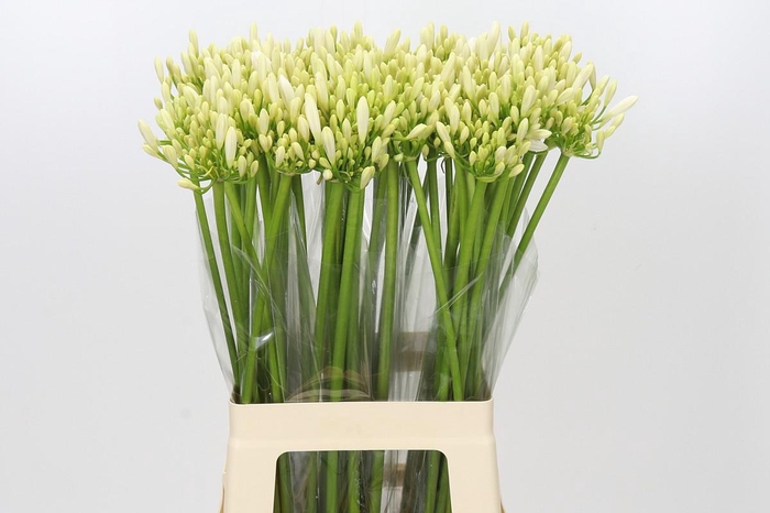 <h4>Agapanthus Gletsjer</h4>