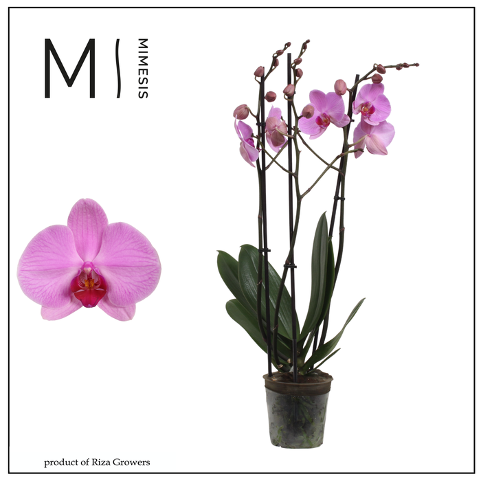 <h4>Phalaenopsis Orlando 3 spike – 12cm | Mimesis</h4>