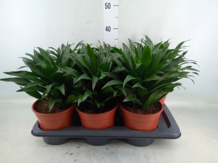 <h4>Dracaena frag. 'Compacta Variegata'</h4>