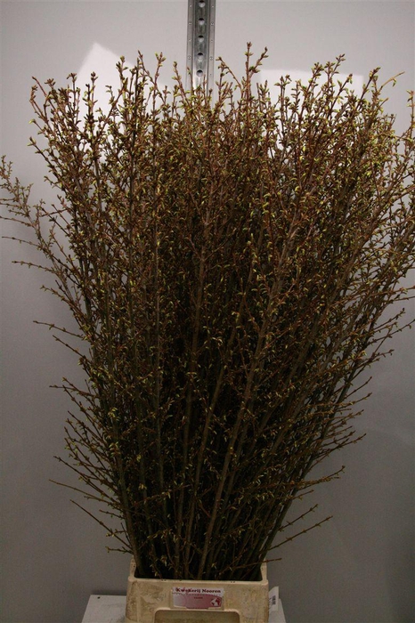 <h4>Forsy I Spectabilis</h4>