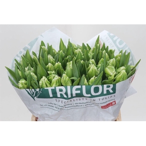 Tulipa Parkiet Super Parrot