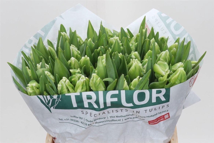 <h4>Tulipa Parkiet Super Parrot</h4>