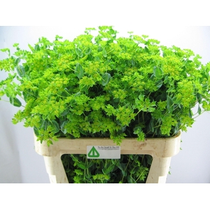 BUPLEURUM GRIFFITHII BUPLEURUM ROTU