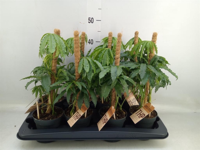 <h4>Anthurium   ...</h4>