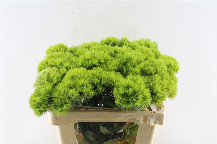 <h4>Di Barb Green Wicky</h4>