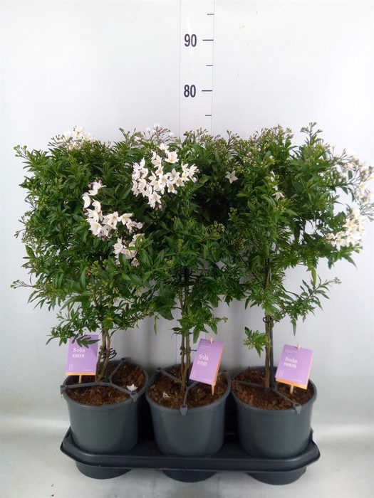 <h4>Solanum jasminoides</h4>