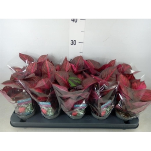 Iresine herbstii 'Rich Redstar'